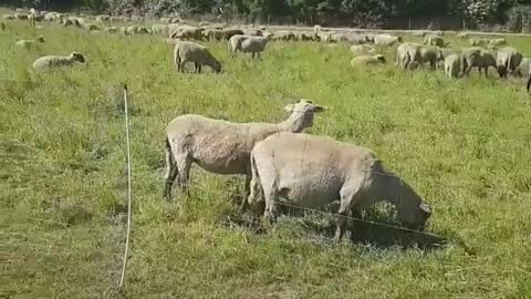 Landscape and sounds of the sheep