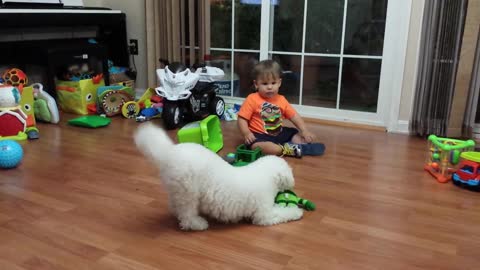 Bichon Frise vs Baby