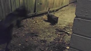 Pitbull Vs Cat