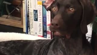 Black dog laying on dog bed looking around