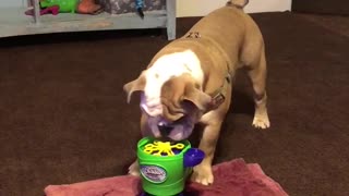 Dog Discovers Bubbles