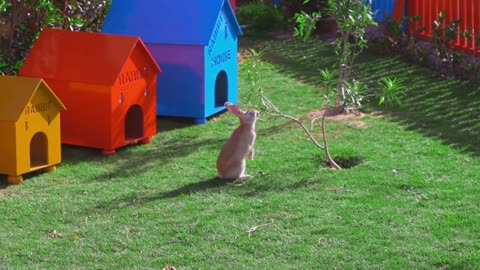 A yellow rabbit sits on a green lawn near a small tree, eating leaves. slow motion