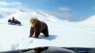 Curious Snowmobilers Have Close Encounter With A Brown Bear