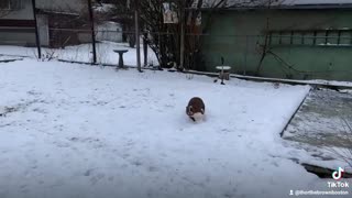 Boston Terrier snow dance