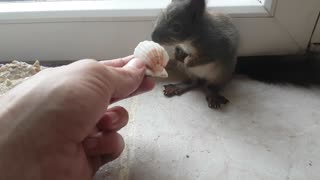 Rescued squirrel favourite color is yellow