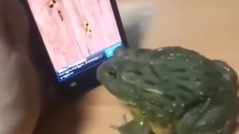 Frog trying to eat
