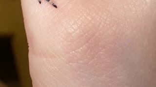 Cute Jumping Spider Named Tickle