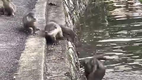 These baby otters got a swimming lesson from their parents ❤️