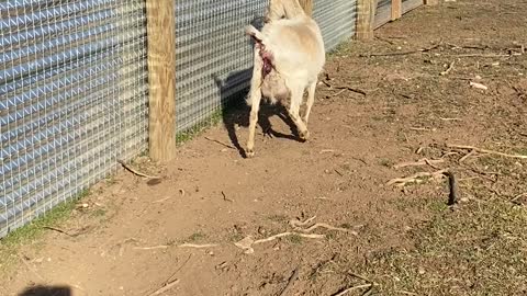 Goat Carmella has a Kid in the Field 02.2022