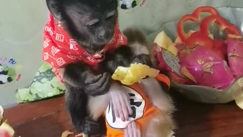 Little monkey eating delicious food leisurely