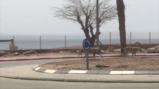 Mountain Goats Roaming Deserted Beach Walkway