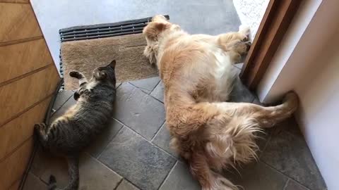 Adorable Kitten imitates the Dog's every move