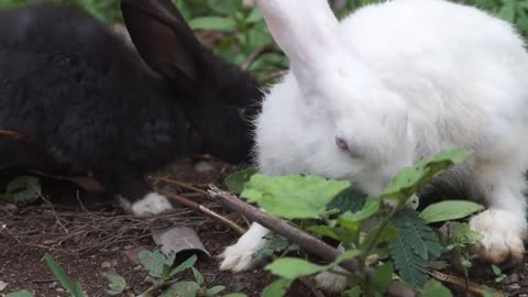 Rabbits eating green plant