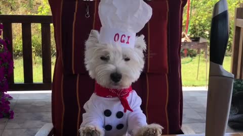 Westie in chef costume tries to become actor