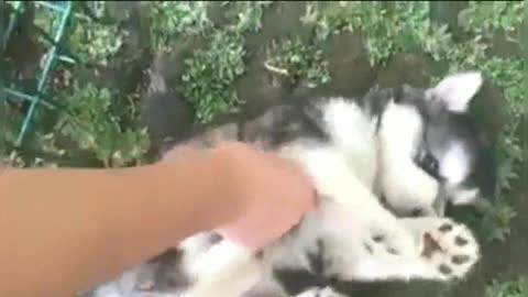Husky: It itches, no, don’t touch me