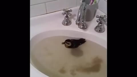 Baby duckling swimming in the sink