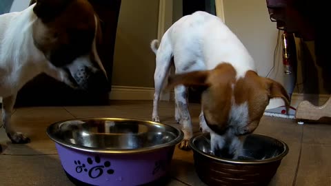 Dogs eating - Chris and Farley the Rescued Dogs