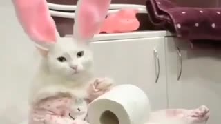 Cat in funny custom