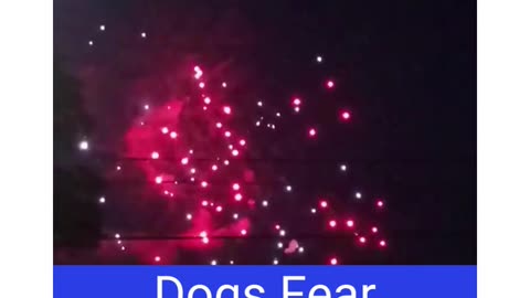 Dog afraid of fireworks or thunder?