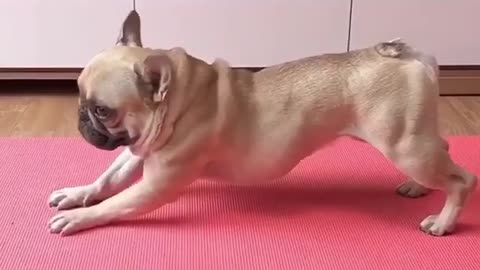 Dog Exercises with training