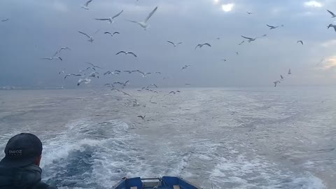 Seagulls at sea