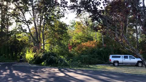 Tree fall at BCC