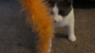 Kitty got my tail