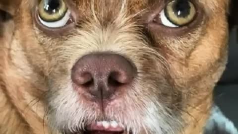Increíble perro con 'rostro humano' se vuelve viral en redes.