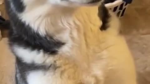 Dog Obedience Training 🐶 Guilty Husky Tries To Blame Other Dog And Apologizes For Mess
