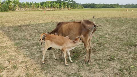 Cute cow calf drinking milk in the village field.