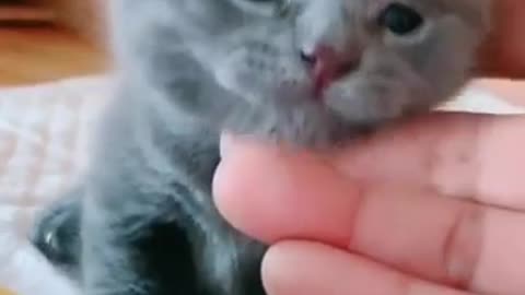 Extremely Cute Kitten Meowing!