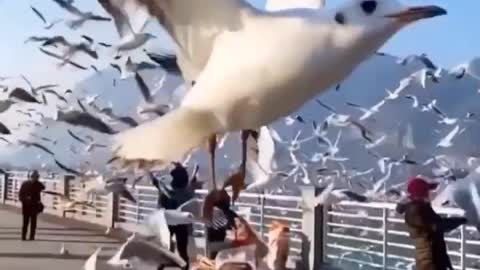 Seagull flying at Beach