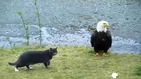 when the eagle meets the cat