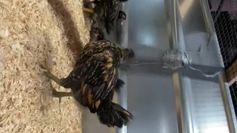 Week 5 Chicks