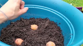 How to Plant Potatoes in Containers