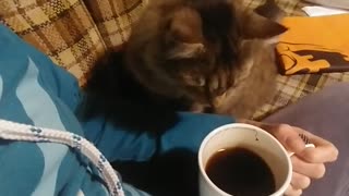 Cat Tries to Steal Coffee.