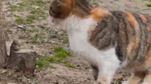 Funny Cat Short Video