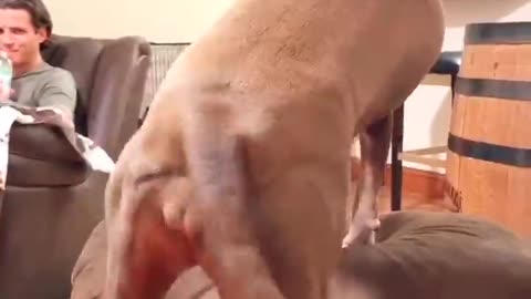 Pitbull Shaking it for Some Treats
