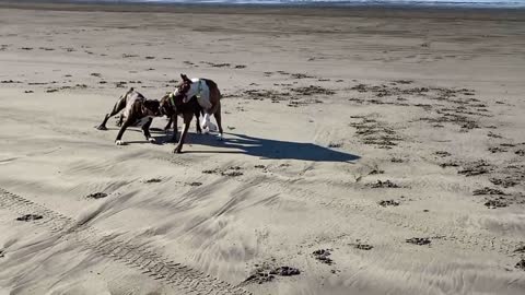 The dogs go on a adventure to Long Beach Washington