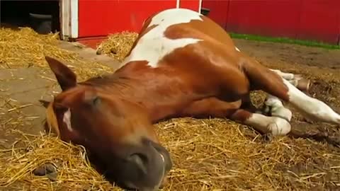 Video shows horse sleeping peacefully
