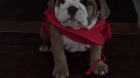 Puppy tries on life jacket, immediately hates it