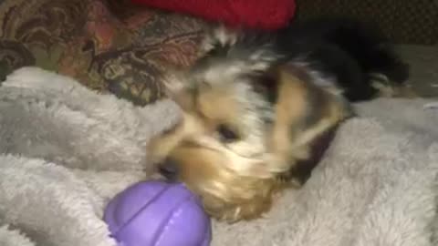 Tilly chomping her ball