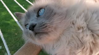 Handsome Cat Relaxing in the Hammock