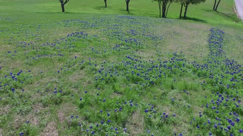 Drone flight over field of Bluebonnets in Ennis Texas.