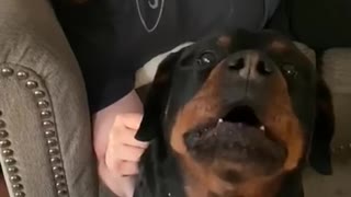 Rottweiler protects owner - Rottweilers are the best