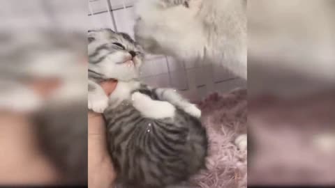Baby cats-Funny and Cute Cat Videos #10 | funnycog