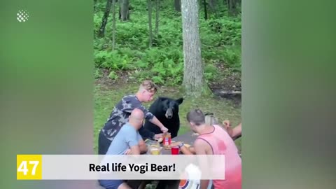 Real life Yogi Bear