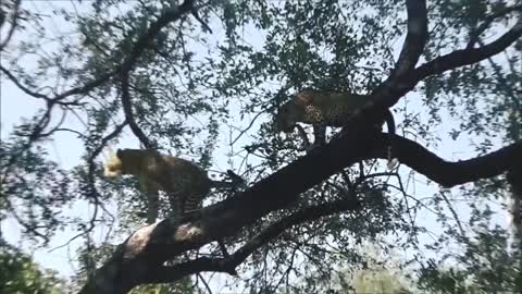 Leopard almost fell of the tree when trying to get another leopard's food