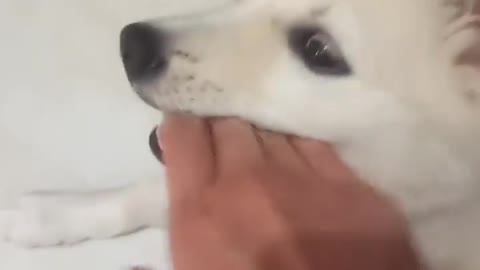 Dog Bitting
