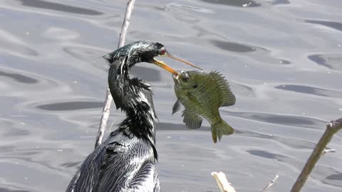 Anhinga with a large fish in its beak